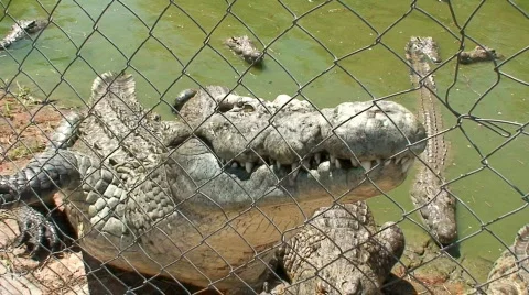 Malawi: angry crocodile Stock Footage 420221