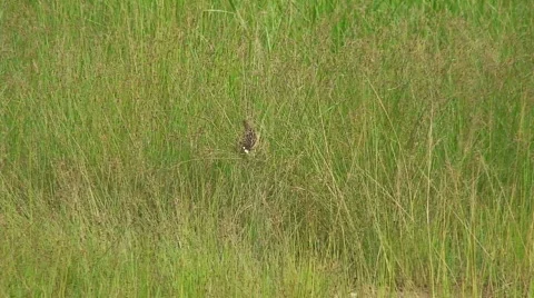 Malawi: bird in a grass field Stock Footage 738325
