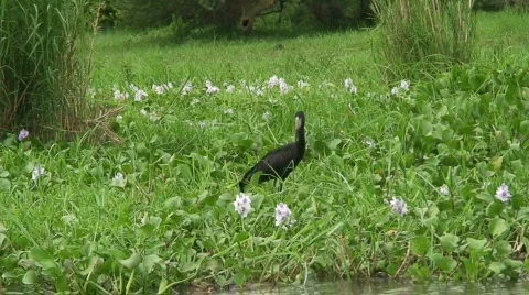Malawi: bird on river shore Stock Footage 732409