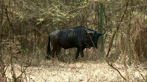 Malawi: blue devil in a wild 1  Stock Footage 274722
