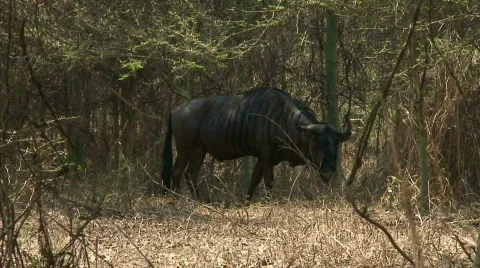 Malawi: blue devil in a wild 2  Stock Footage 274759