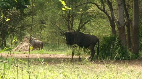 Malawi: blue devil in a wild 3 Stock Footage 396659