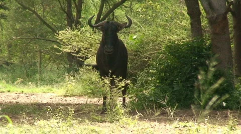 Malawi: blue devil in a wild 4 Stock Footage 396711