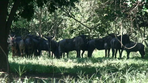 Malawi: blue devil in a wild 5 Stock Footage 400131