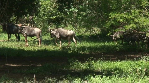 Malawi: blue devil in a wild 6 Stock Footage 445674