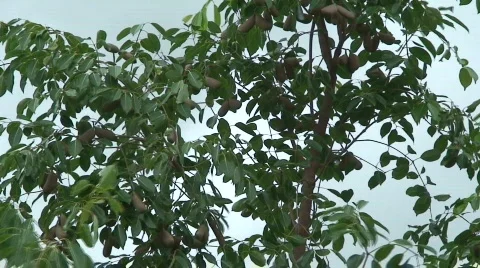 Malawi: branches of african tree Stock Footage 740643