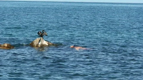 Malawi: catching bird Stock Footage 446439