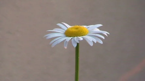 Malawi: chamomile   Stock Footage 274781