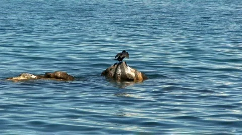 Malawi: cormoran on a rock Stock Footage 447654
