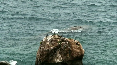Malawi: cormorans on a rock 2 Stock Footage 659364