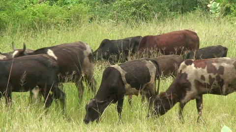 Malawi: cows in a pasture 2 Stock Footage 740326