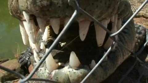 Malawi: crocodile jaws wide open Stock Footage 420190