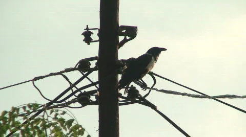 Malawi: crow on old fashioned electric pole  Video stock 289512