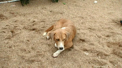 Malawi: dog in a backyard 1 Stock Footage 668583