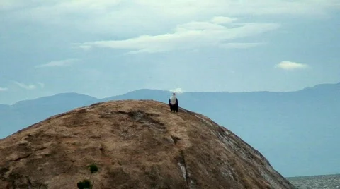 Malawi: eagle on a rock Stock Footage 362846