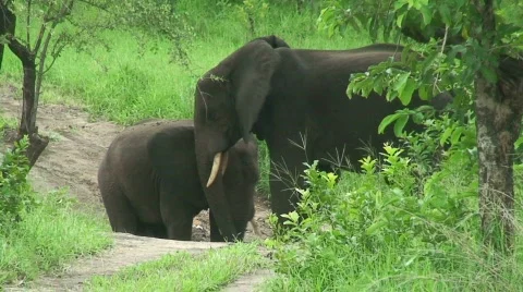 Malawi: elephants in the wild 2 Stock Footage 711879