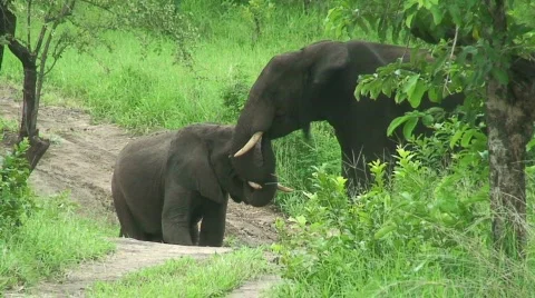 Malawi: elephants in the wild 4 Stock Footage 711912