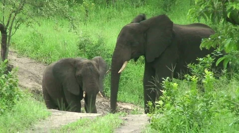 Malawi: elephants in the wild 7 Stock Footage 711926