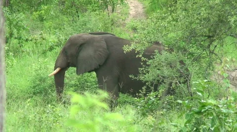 Malawi: elephants in the wild 8 Stock Footage 711939