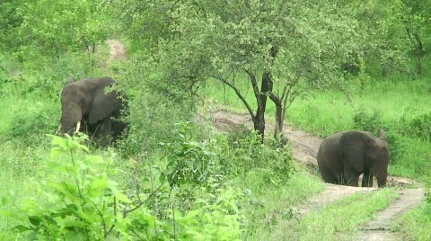 Malawi: elephants in the wild 9 Stock Footage 711954