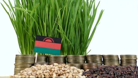 Malawi flag with stack of money coins and piles of wheat and rice seeds Stock Footage 71984330