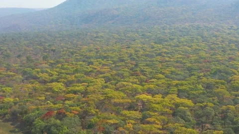 Malawi forest Stock Footage 219941153