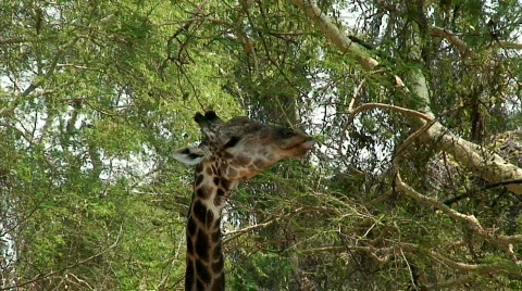 Malawi: giraffe in a wild 1  Stock Footage 275031