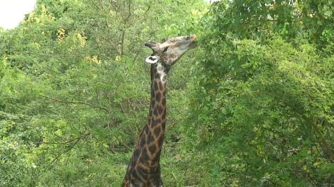 Malawi: giraffe in a wild 10a Stock Footage 445922
