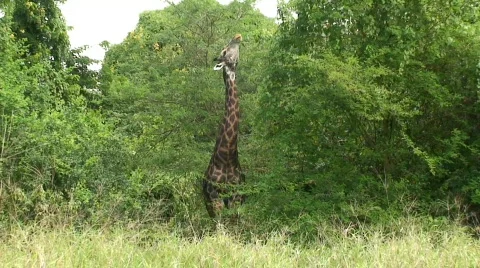 Malawi: giraffe in a wild 11a Stock Footage 400204