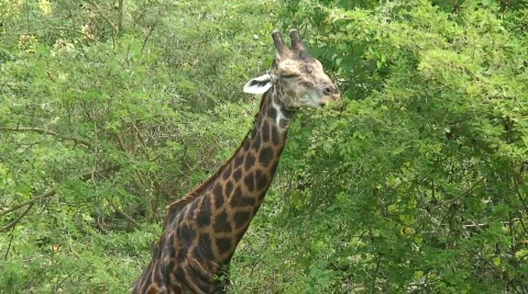 Malawi: giraffe in a wild 12a Stock Footage 445959
