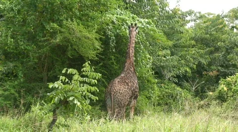 Malawi: giraffe in a wild 13a Stock Footage 446011