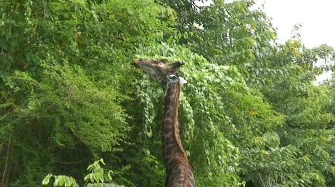 Malawi: giraffe in a wild 14a Stock Footage 446052