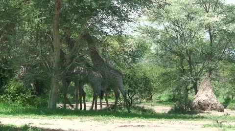 Malawi: giraffe in a wild 16 Stock Footage 732381