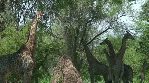 Malawi: giraffe in a wild 17 Stock Footage 732574
