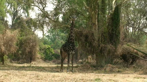 Malawi: giraffe in a wild 2  Stock Footage 275063