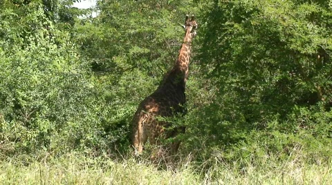 Malawi: giraffe in a wild 2a Stock Footage 400156