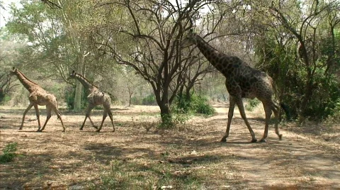 Malawi: giraffe in a wild 3  Stock Footage 275096