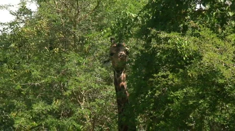 Malawi: giraffe in a wild 3a Stock Footage 400180