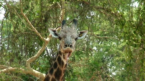 Malawi: giraffe in a wild 4  Stock Footage 275181