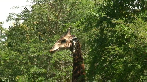 Malawi: giraffe in a wild 4a Stock Footage 420452