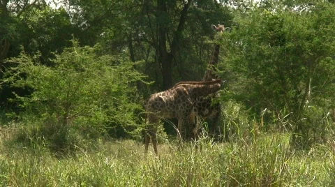 Malawi: giraffe in a wild 5 Stock Footage 396903