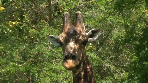 Malawi: giraffe in a wild 5a Stock Footage 420424