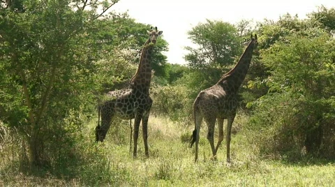 Malawi: giraffe in a wild 6 Stock Footage 396942