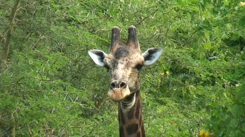 Malawi: giraffe in a wild 6a Stock Footage 420398