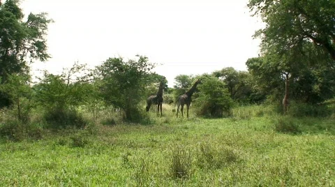 Malawi: giraffe in a wild 7 Stock Footage 396977