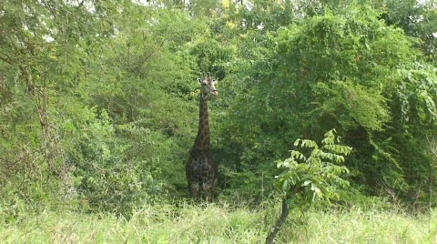 Malawi: giraffe in a wild 7a Stock Footage 445842
