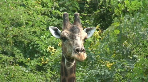 Malawi: giraffe in a wild 8a Stock Footage 401861