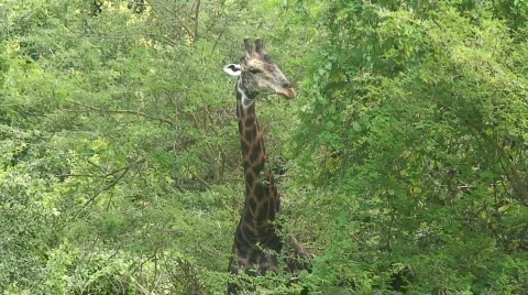 Malawi: giraffe in a wild 9a Stock Footage 401923