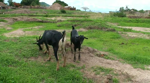 Malawi: goat with kid in a willage Stock Footage 362182
