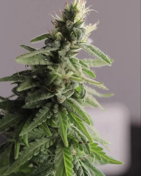 Malawi Gold Cannabis Strain, Grown locally in South Africa. A high THC strain. Stock Footage